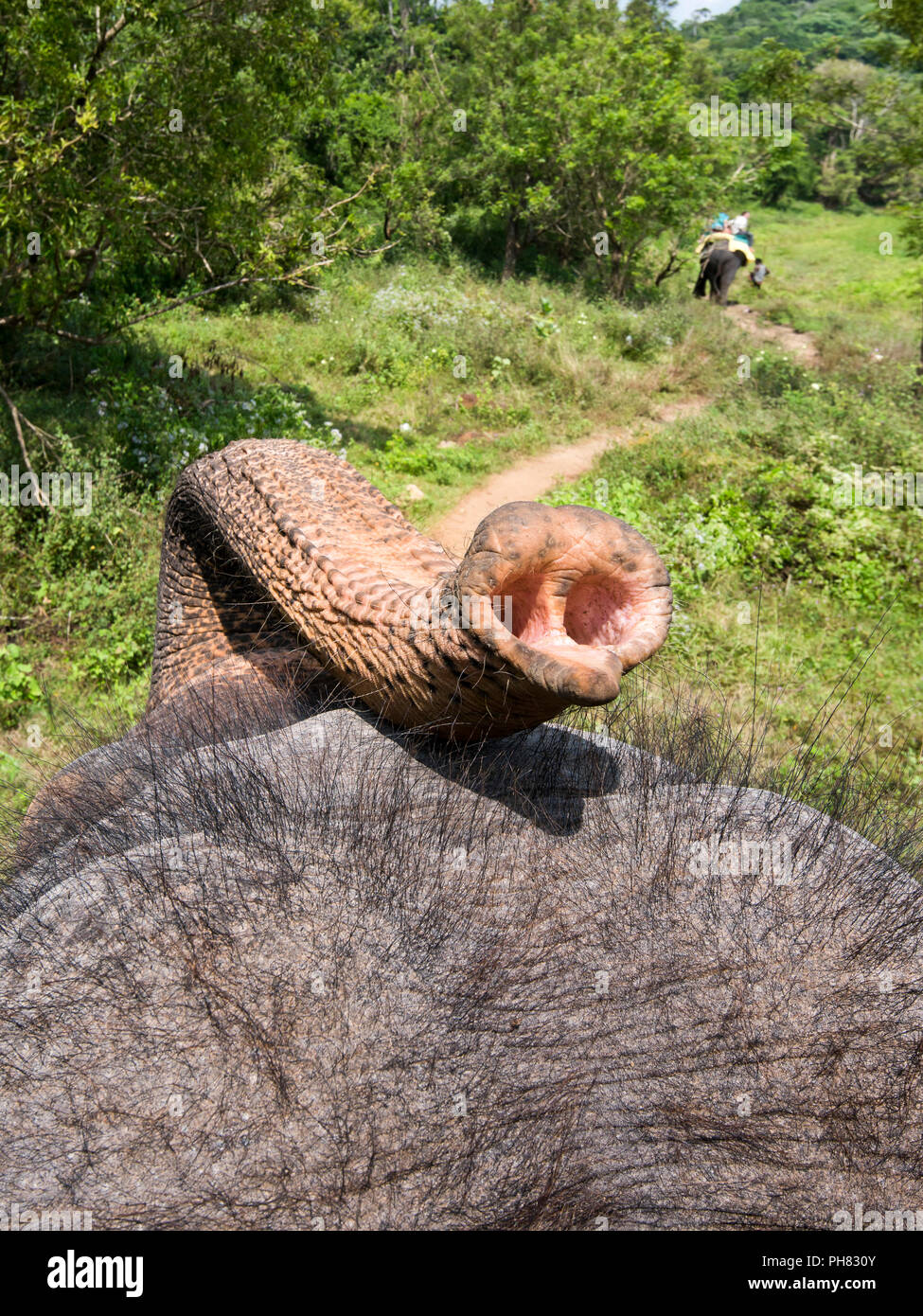 Vista verticale dalla parte superiore di un elefante con la schiena. Foto Stock