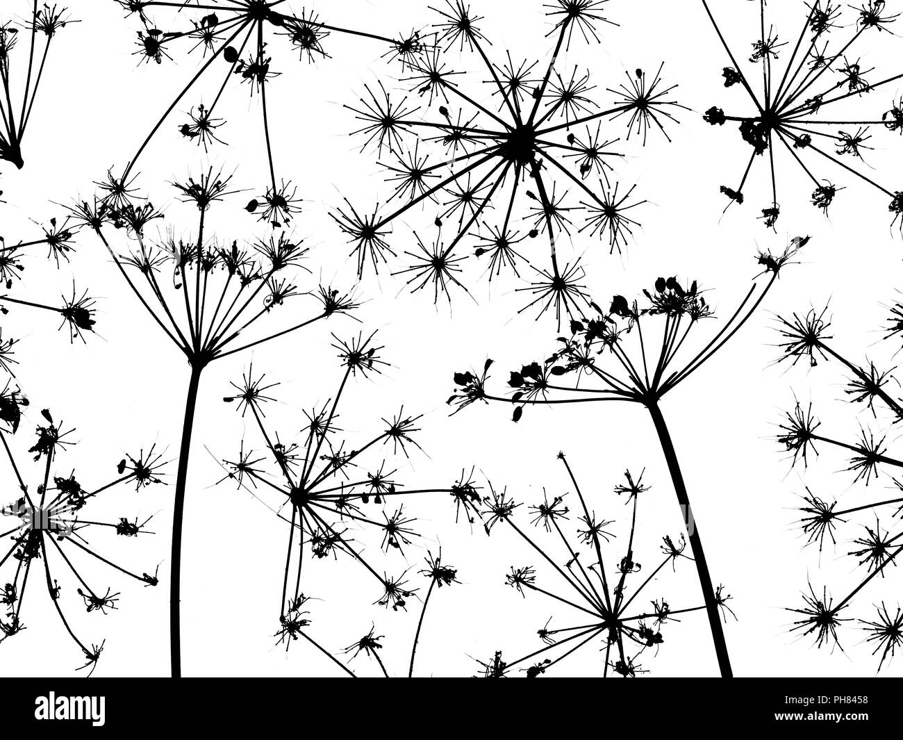 Hedge Prezzemolo Torilis japonica close up del modello di dead teste di seme Foto Stock