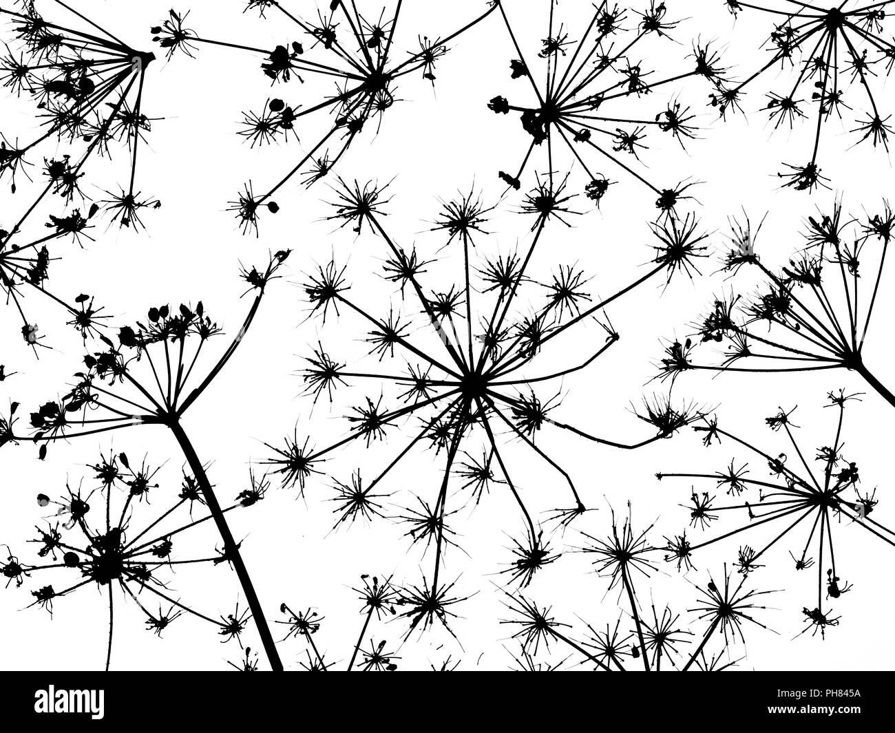 Hedge Prezzemolo Torilis japonica close up del modello di dead teste di seme Foto Stock