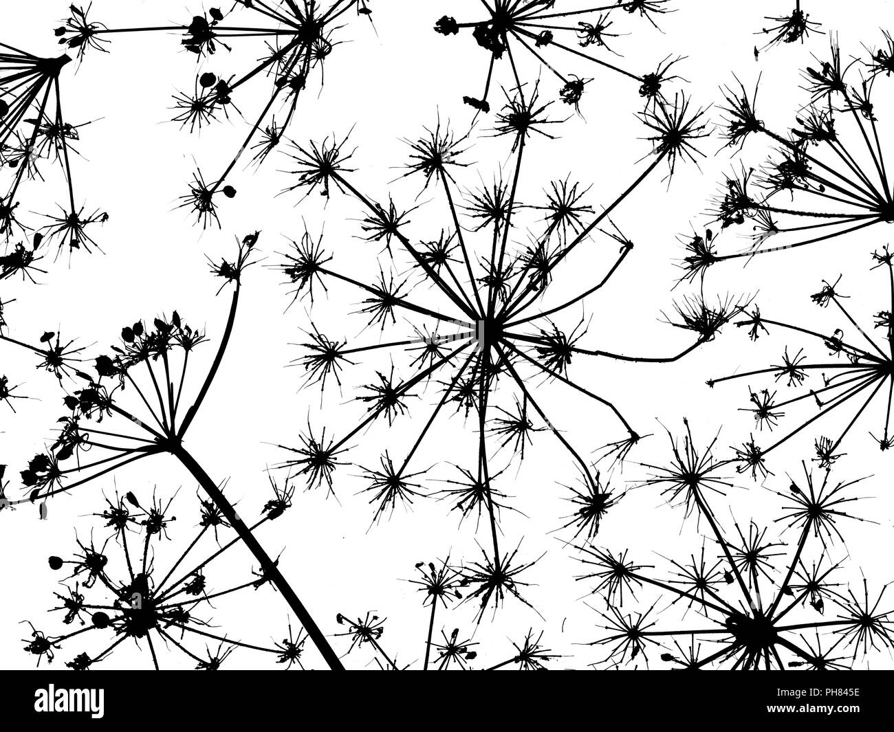 Hedge Prezzemolo Torilis japonica close up del modello di dead teste di seme Foto Stock