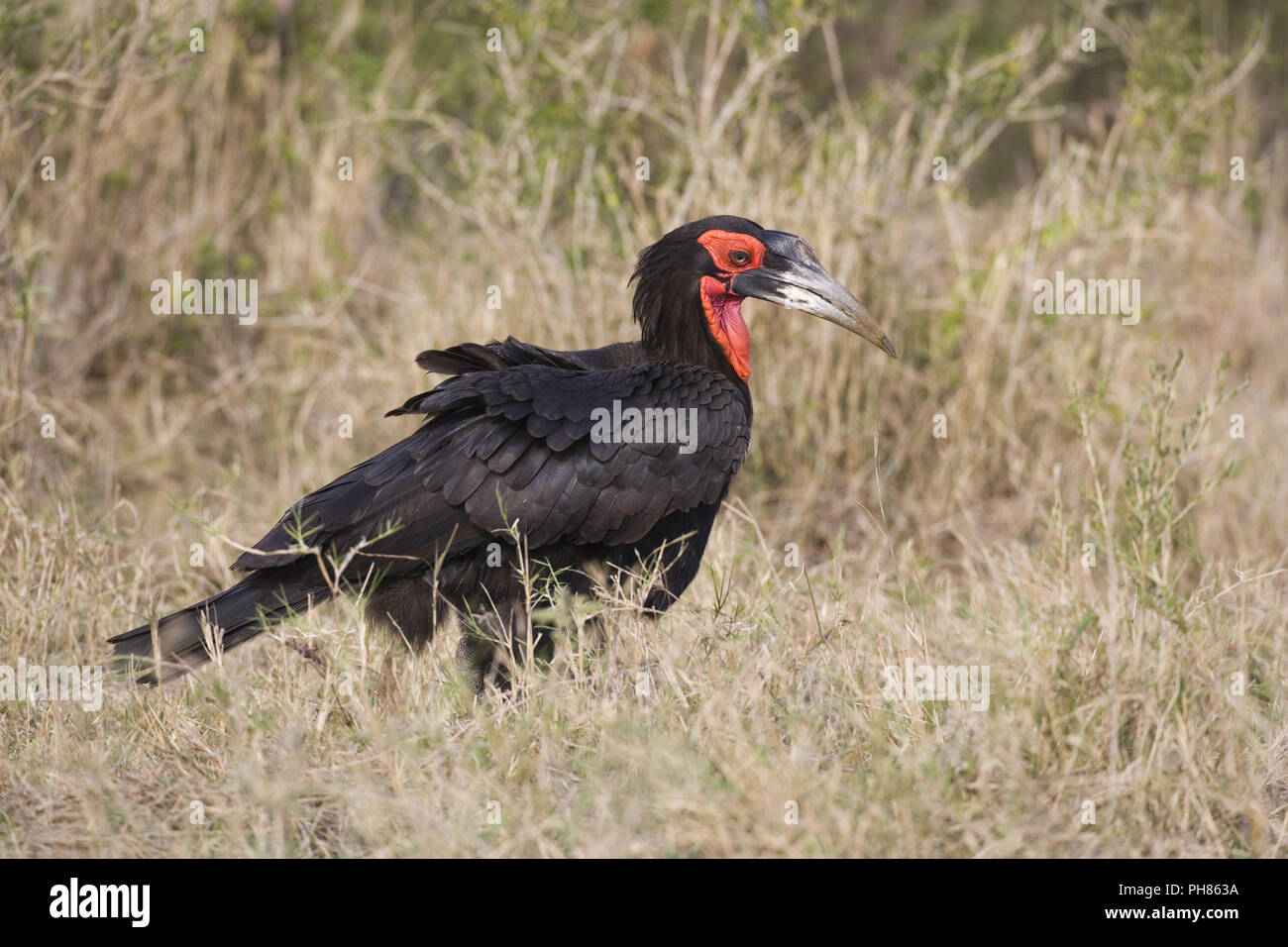 Kaffernhornrabe, bucorvus leadbeateri, terra meridionale-hornbill, massa hornbill Foto Stock