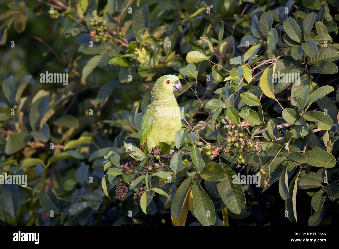 Venezuelaamazone, amazona amazonica, arancio-winged parrot Foto Stock