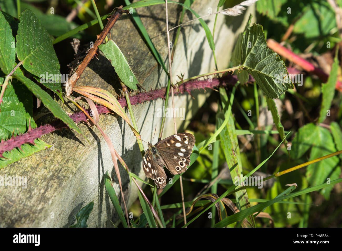 Il legno maculato butterfly nel suo bosco inglese habitat con ali aperte che mostrano il loro colore marrone e eyespots su un soleggiato estate agosto mattina. Foto Stock
