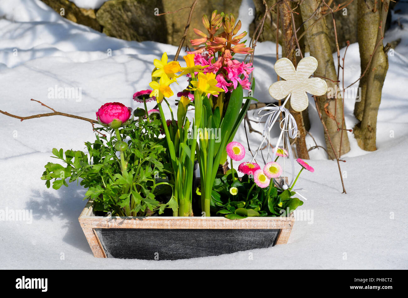 Fiori primaverili nella neve nel giardino Foto Stock