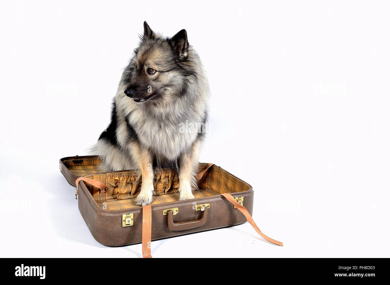 Il cane nella foto studio Foto Stock