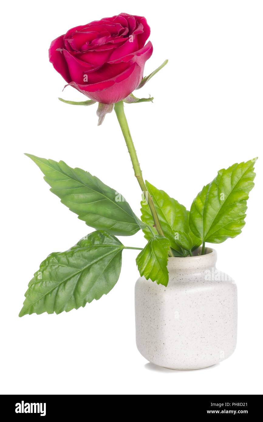 Bouquet minimalista - mini fiore rosso rosa Foto Stock