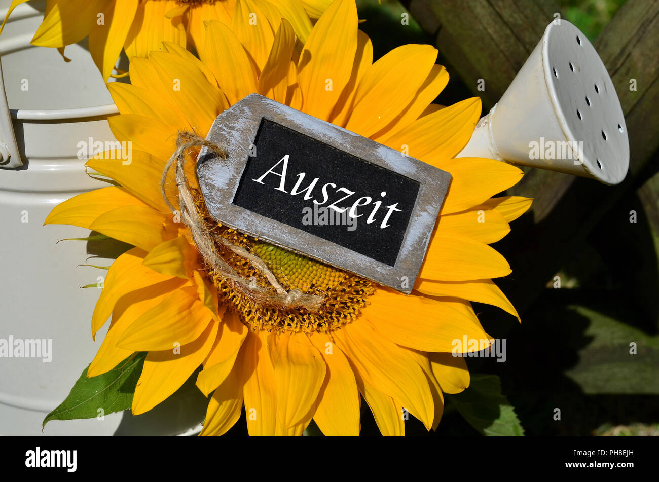 Girasole recinzione giardino giardino wellness Foto Stock