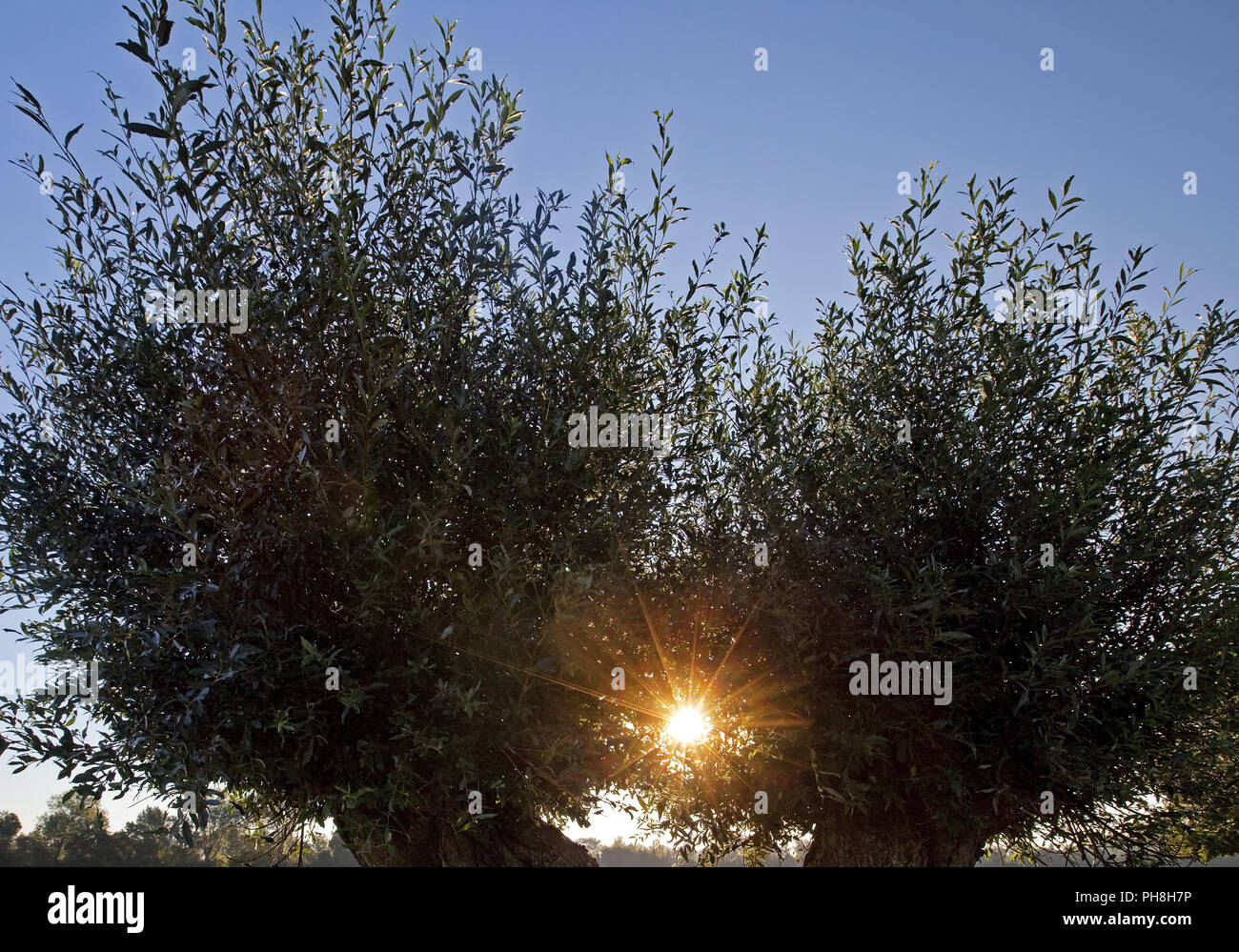 Il salice bianco (Salix alba), Basso Reno, Rees Foto Stock