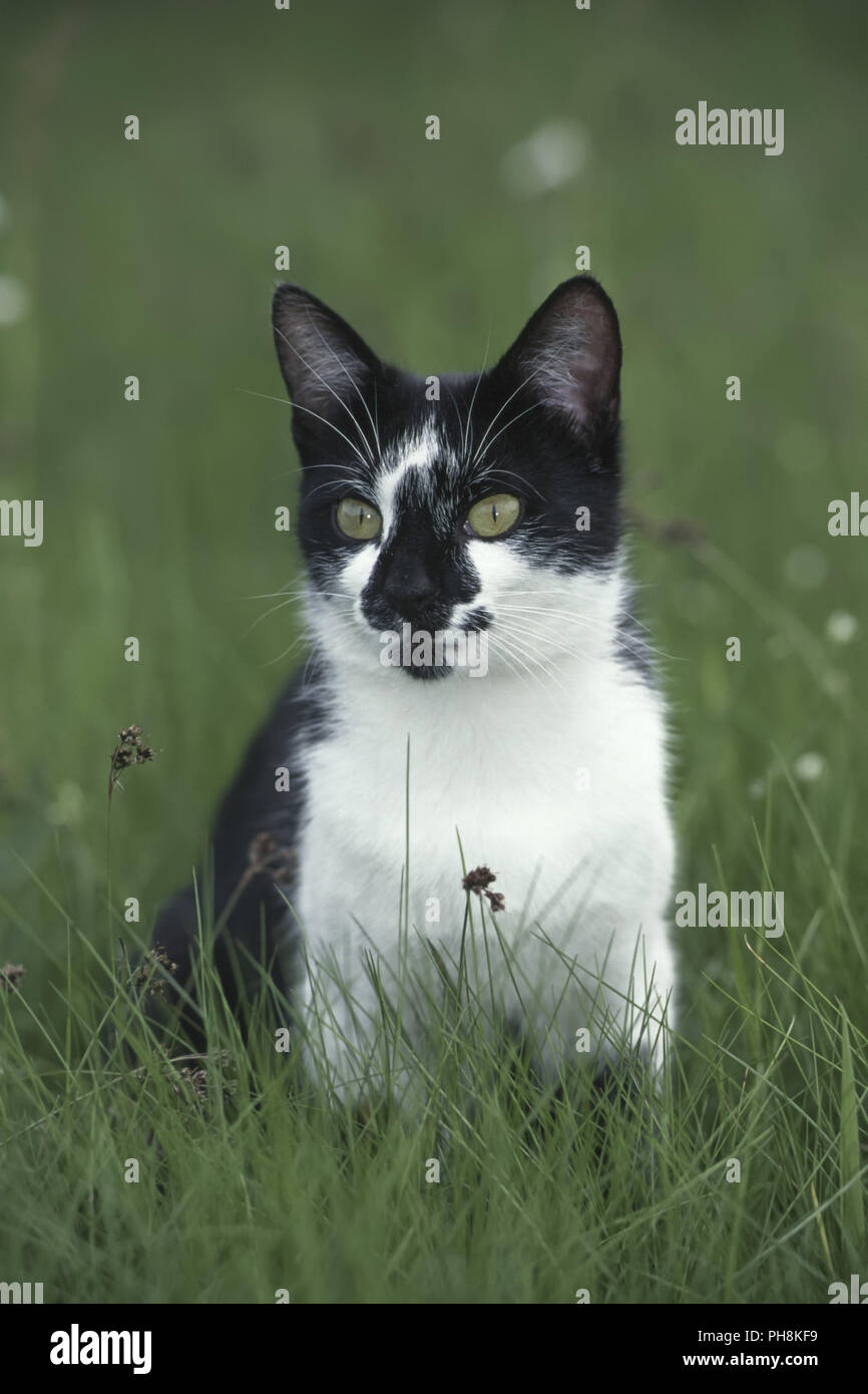 Schwarz-weisse Hauskatze, in bianco e nero gatto domestico Foto Stock