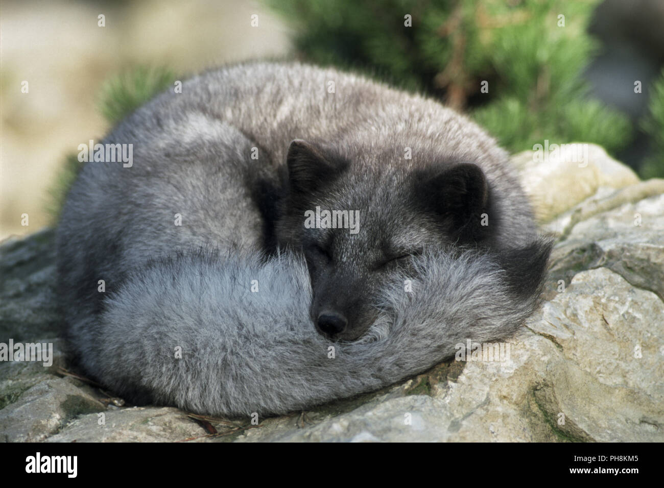 Eisfuchs (Polarfuchs), Arctic Fox (Alopex lagopus) Foto Stock