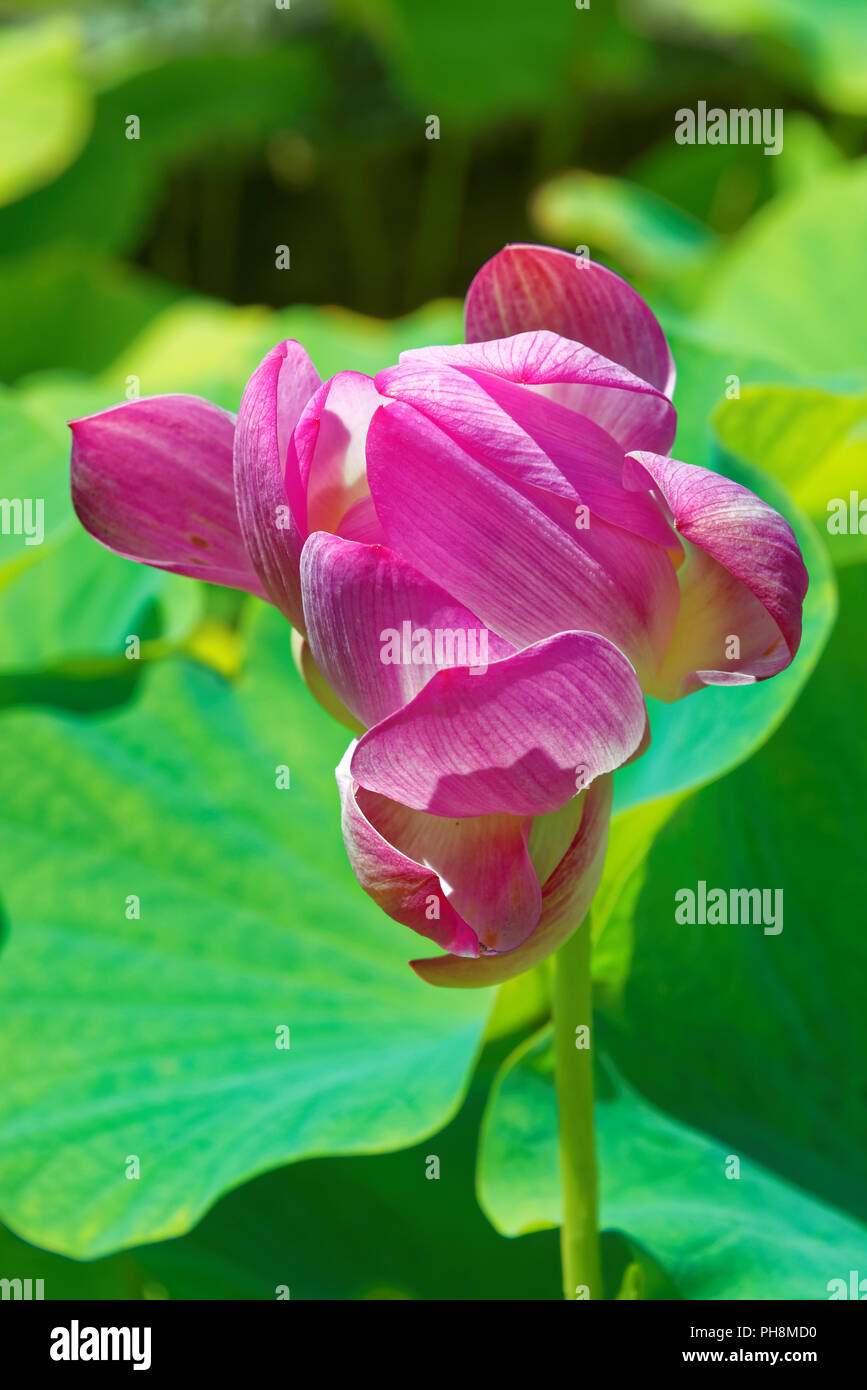 Nelumbo nucifera, noto anche come Indian lotus, sacro lotus, fagiolo di India, fagiolo egiziano o semplicemente lotus Foto Stock
