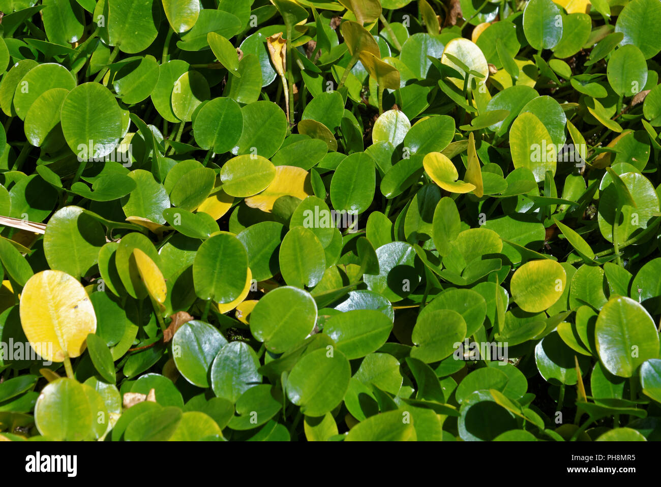 Hydrocleys nymphoides, il waterpoppy o acqua-semi di papavero Foto Stock