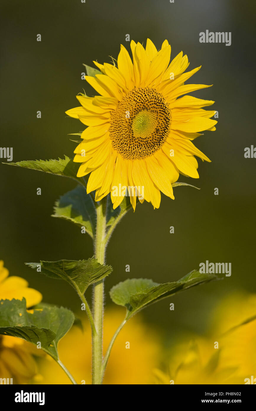 Girasoli, Baviera, Germania Foto Stock