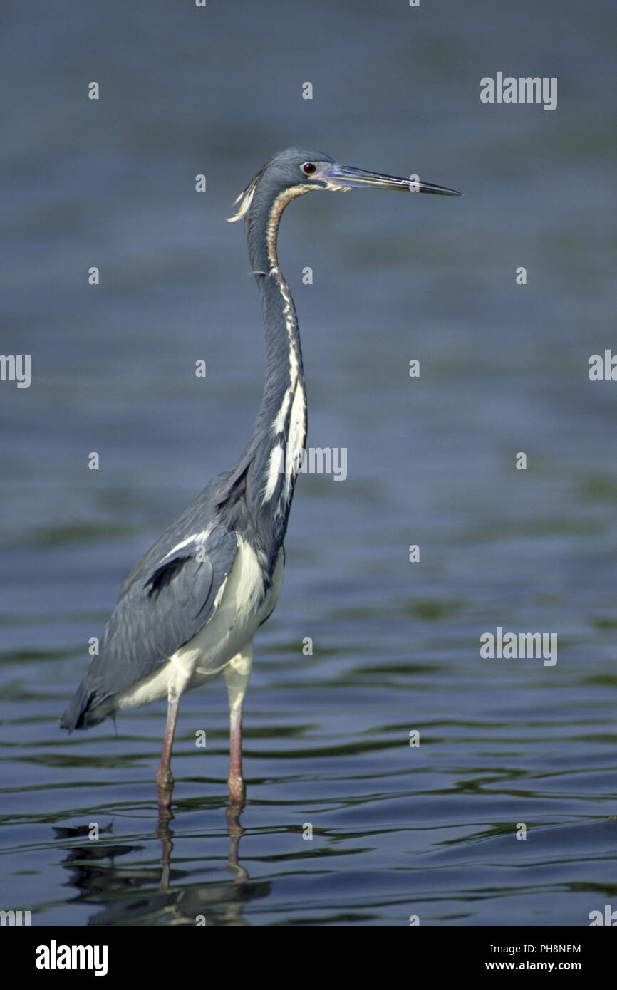 Dreifarbenreiher, Tricolore Heron (Egretta tricolore) Foto Stock