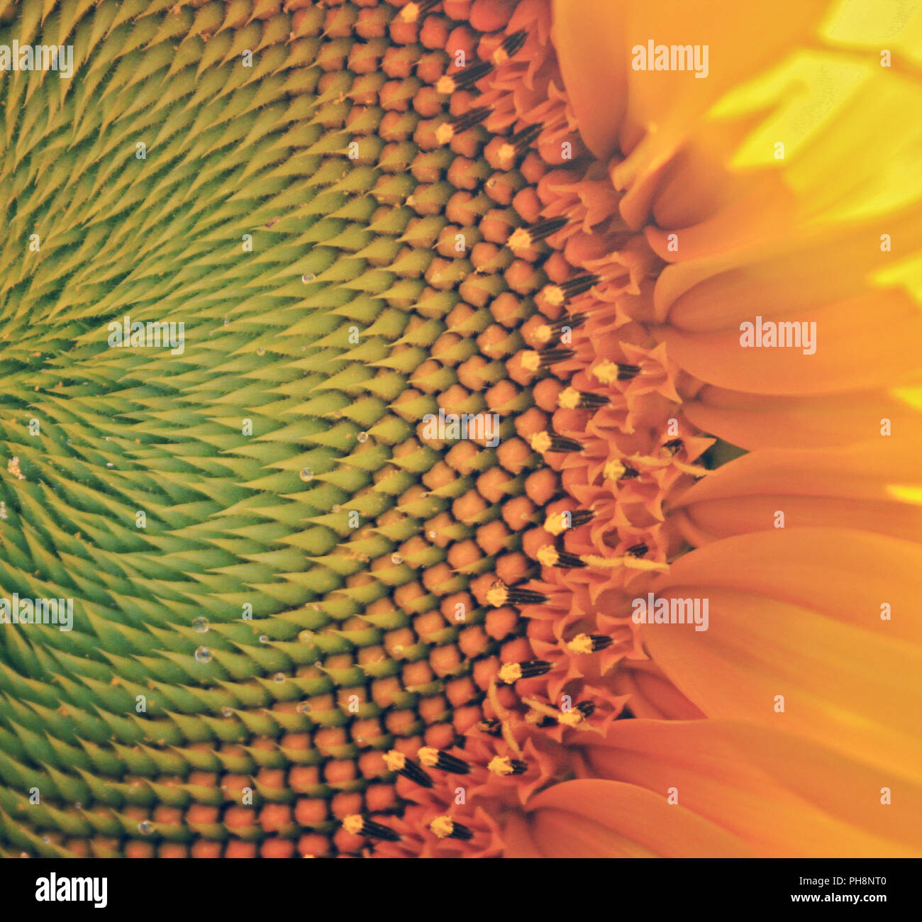 Dettaglio di un girasole Foto Stock