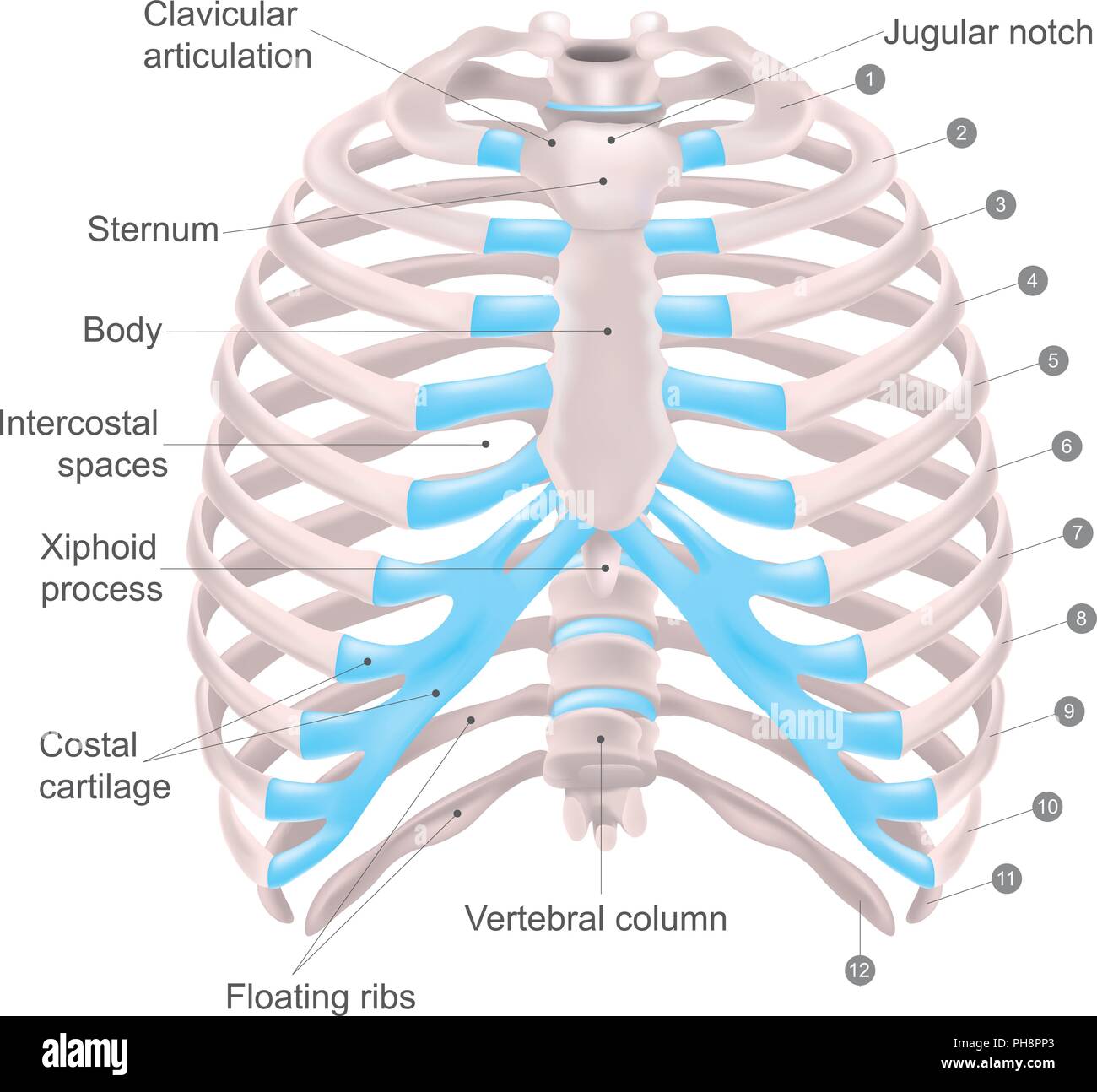 La gabbia toracica si compone di ossa e cartilagine lungo, si compone di dodici coppie di nervature con loro cartilagini costiera e lo sterno. Illustrazione Illustrazione Vettoriale