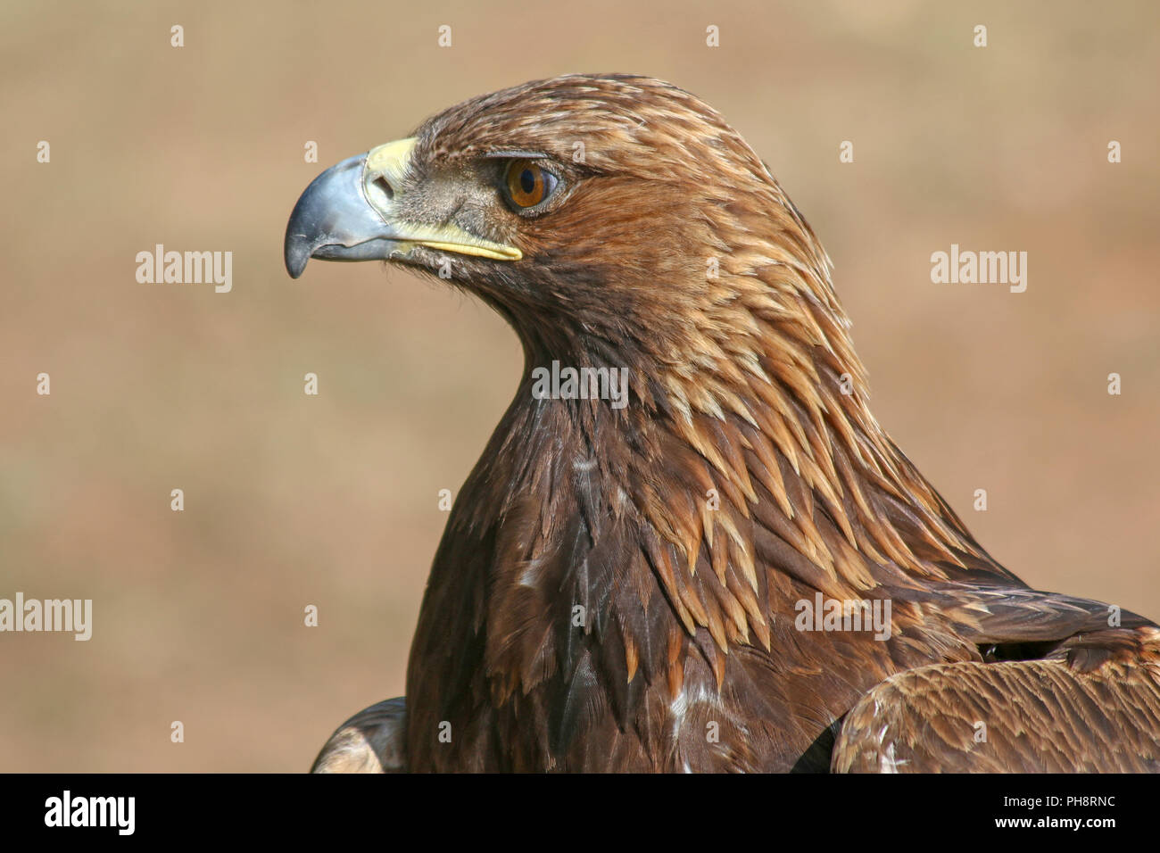 Close-up di un aquila reale, utilizzati per la caccia e il Kirghizistan Foto Stock