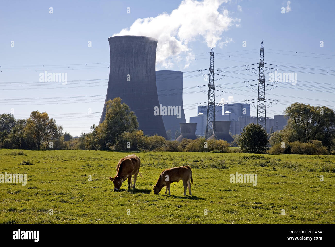 Due mucche, power station Westfalen, Hamm Foto Stock