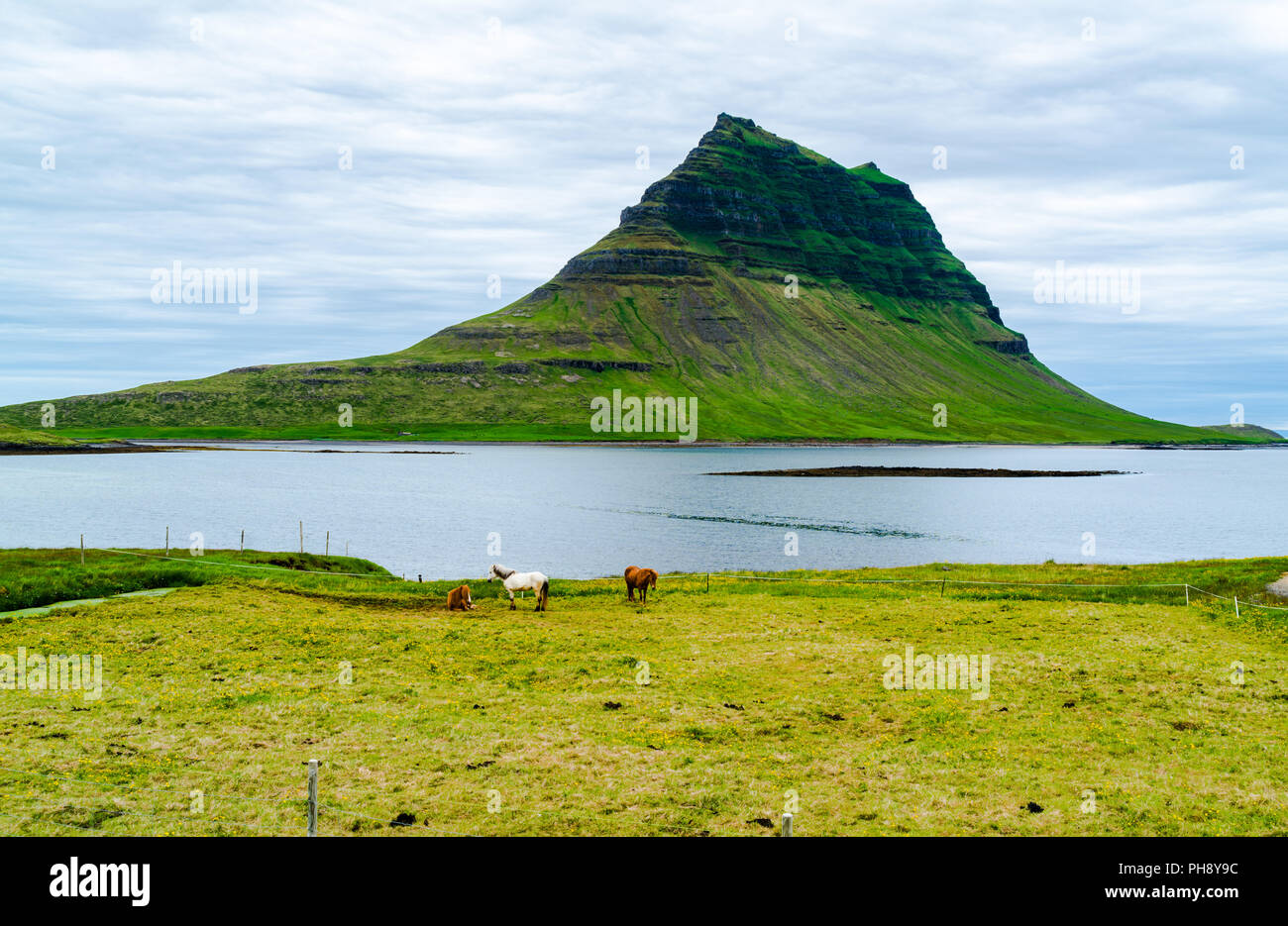 Vista del monte Kirkjufell con i cavalli al pascolo nel campo Foto Stock