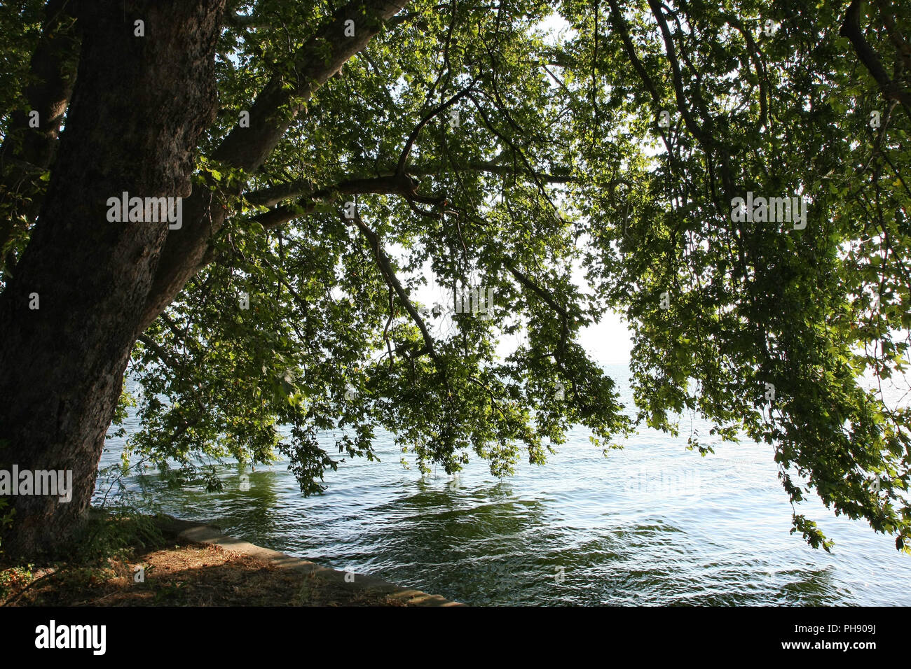 Alberi di toccare il lago di acqua Foto Stock