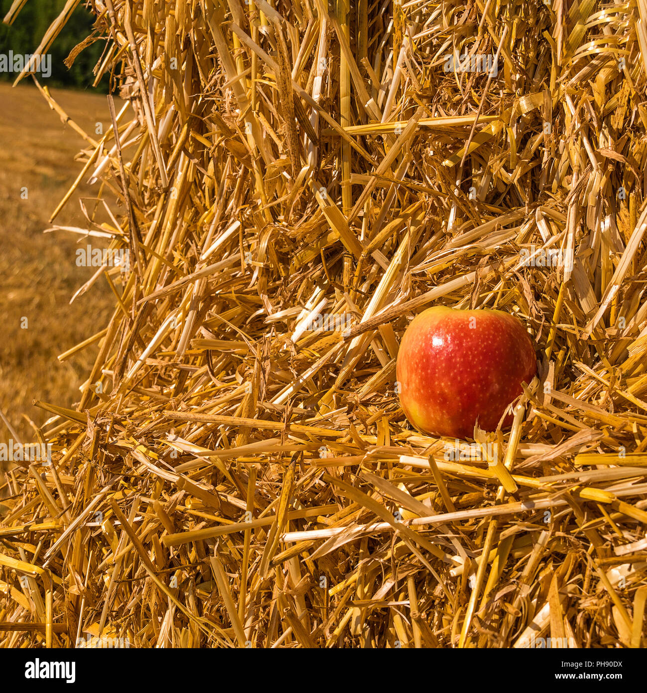 Apple # 2 Foto Stock