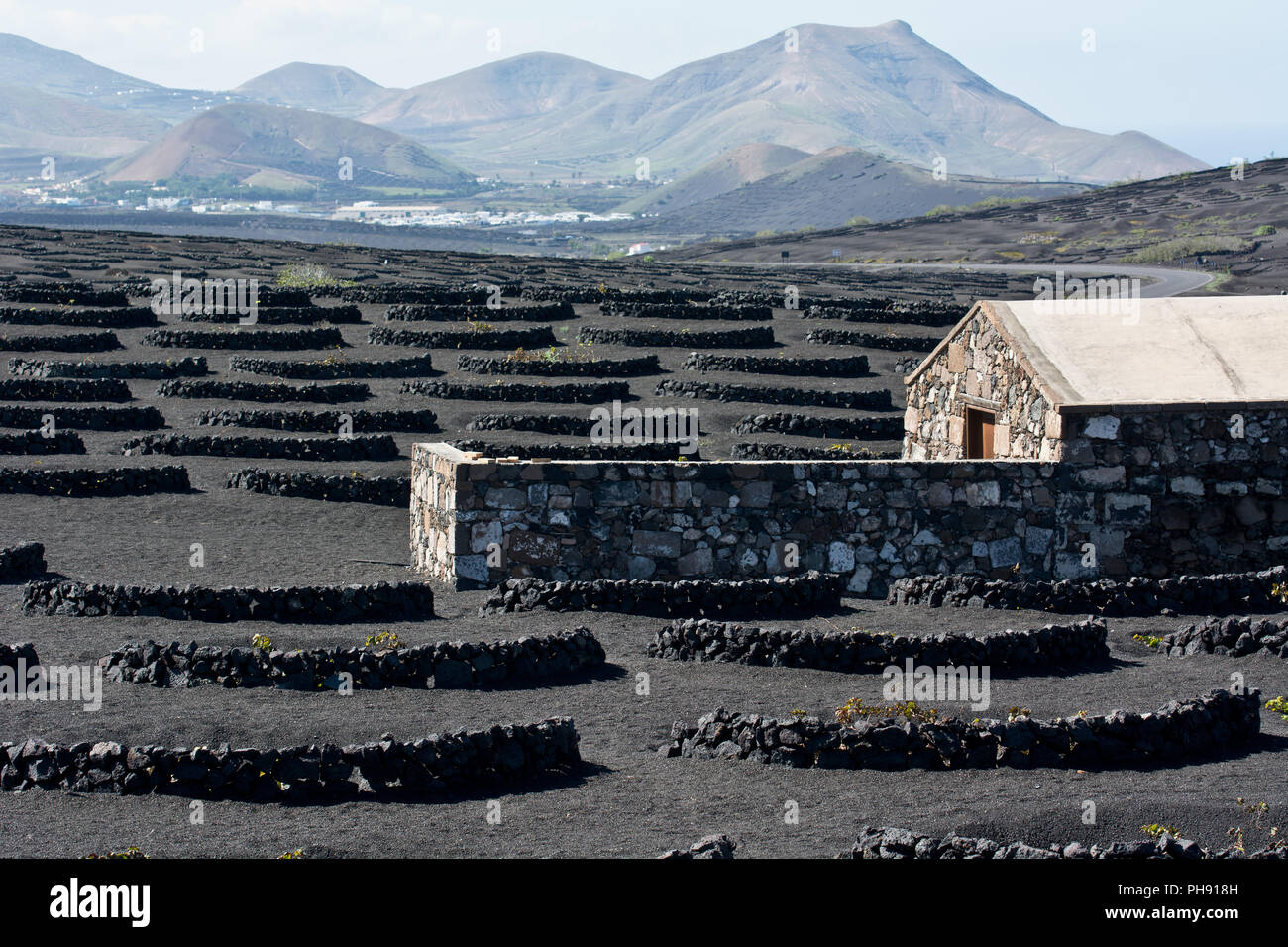 Viticoltura Lanzarote Foto Stock