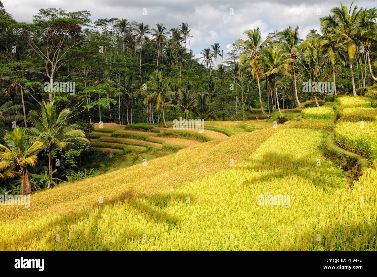 Bellissime risaie a Bali Indonesia Foto Stock