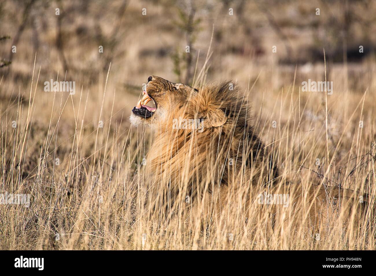 Maschio di leone ruggente presso il parco nazionale di Etosha Namibia Foto Stock