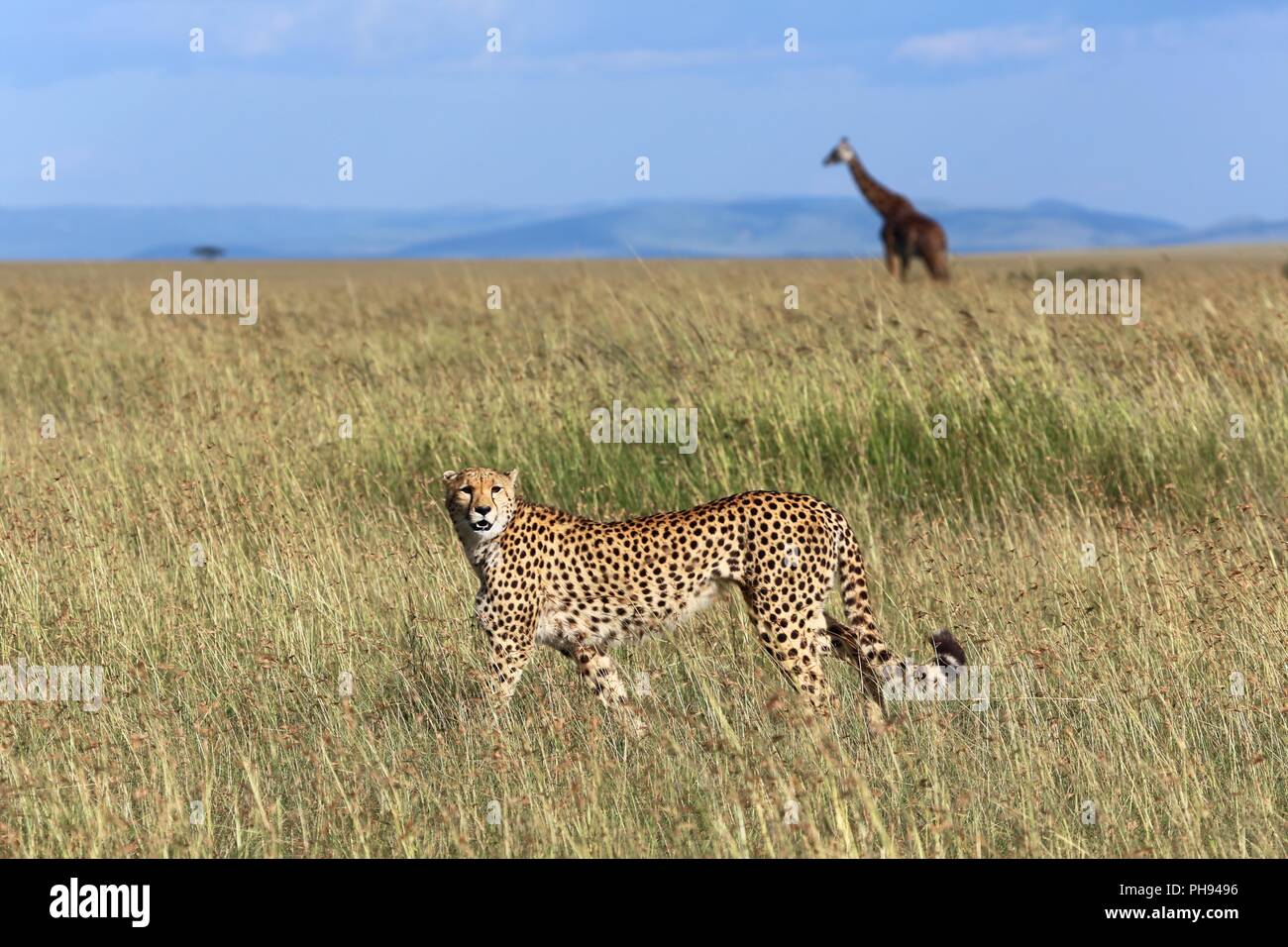 Ghepardo caccia a masai Mara National Park in Kenya Foto Stock