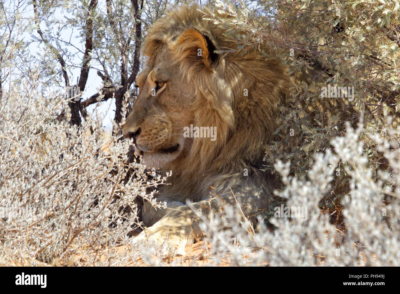 Un leone nella boccola in corrispondenza di kgalagadi national park Foto Stock