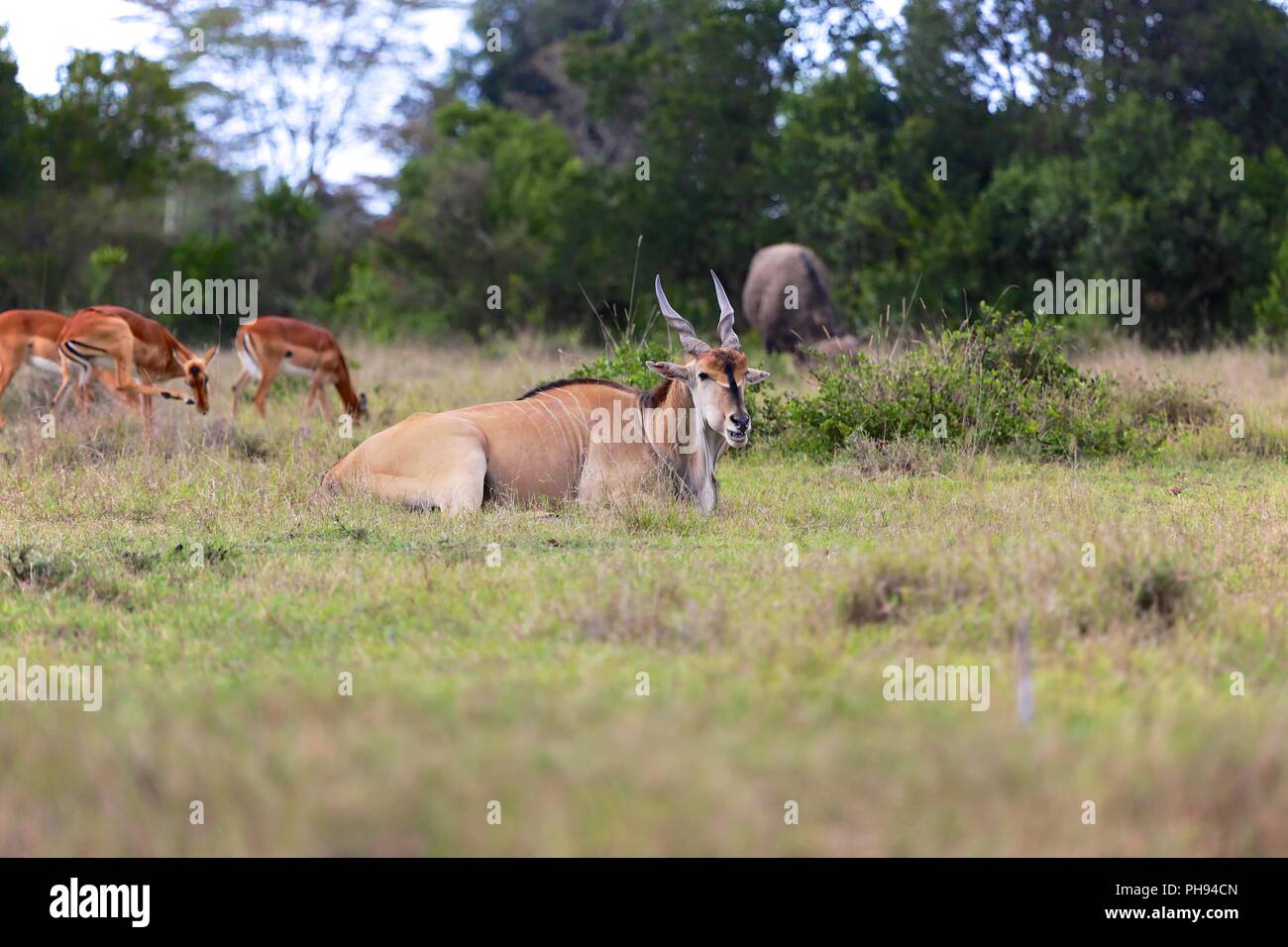 Cape eland ad Addo Elephant national park Foto Stock