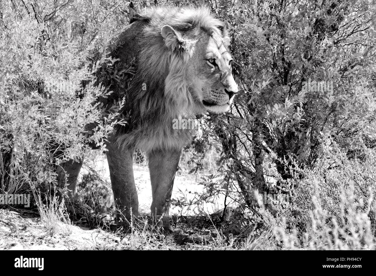 Lion nella boccola in corrispondenza di kgalagadi national park in Sud Africa Foto Stock