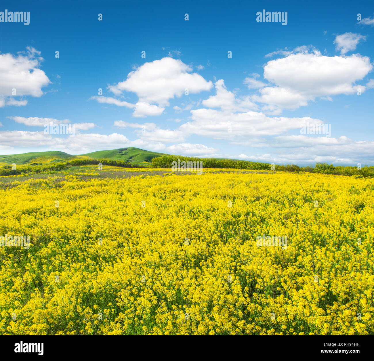 Campo verde con fiori sotto il blu cielo molto nuvoloso Foto Stock