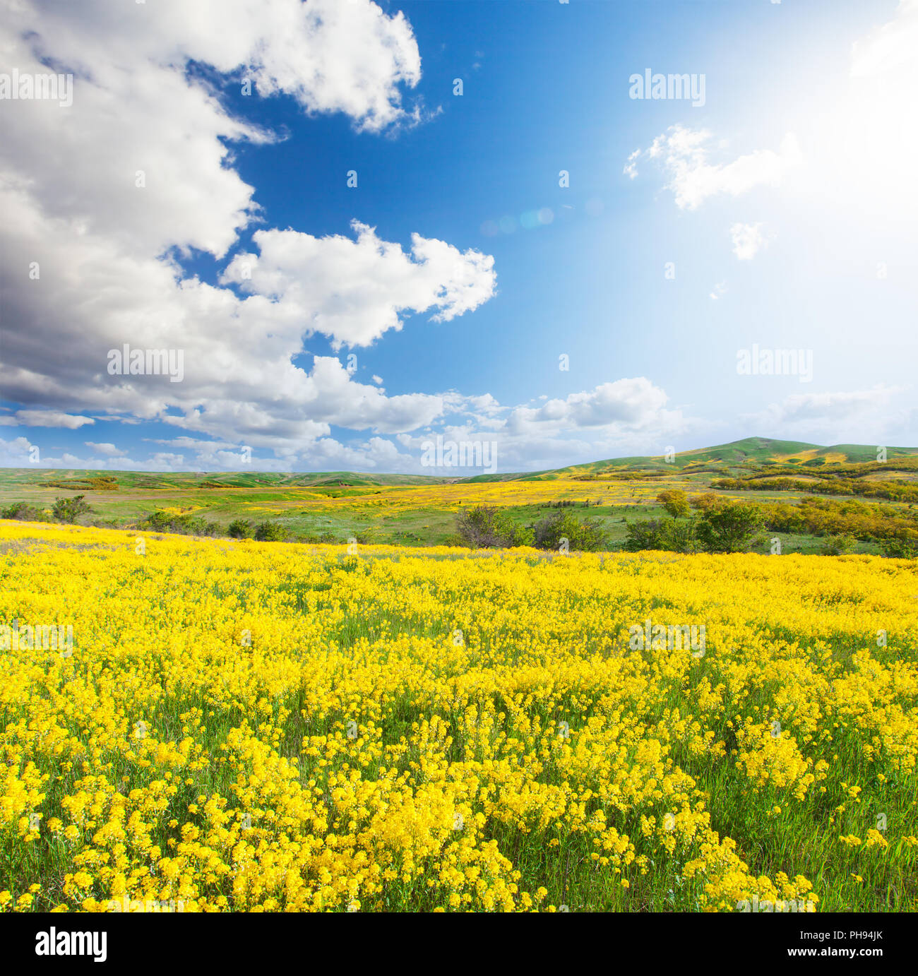 Campo verde con fiori sotto il blu cielo molto nuvoloso Foto Stock