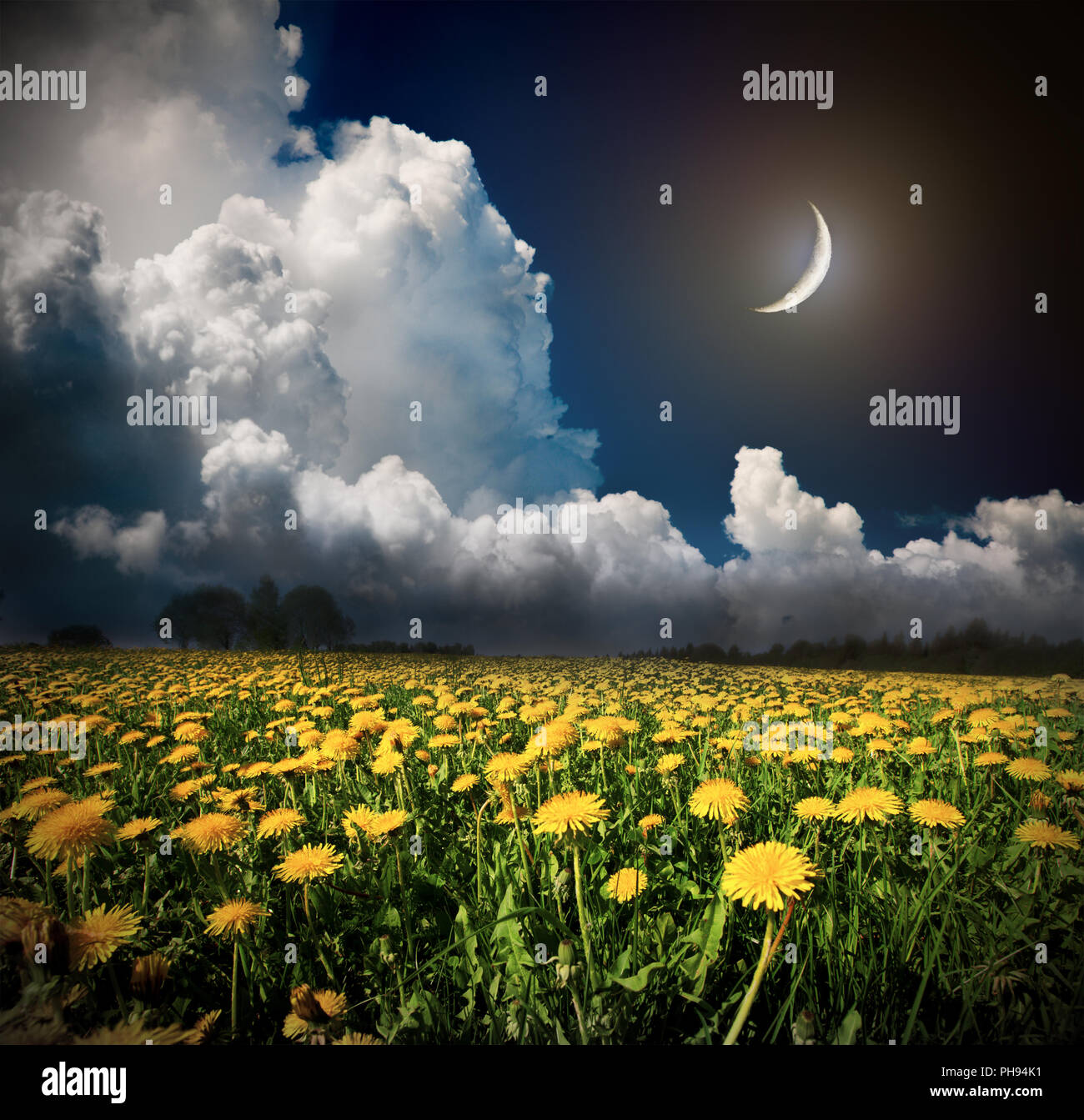 La notte e la luna su un giallo Campo dei Fiori Foto Stock