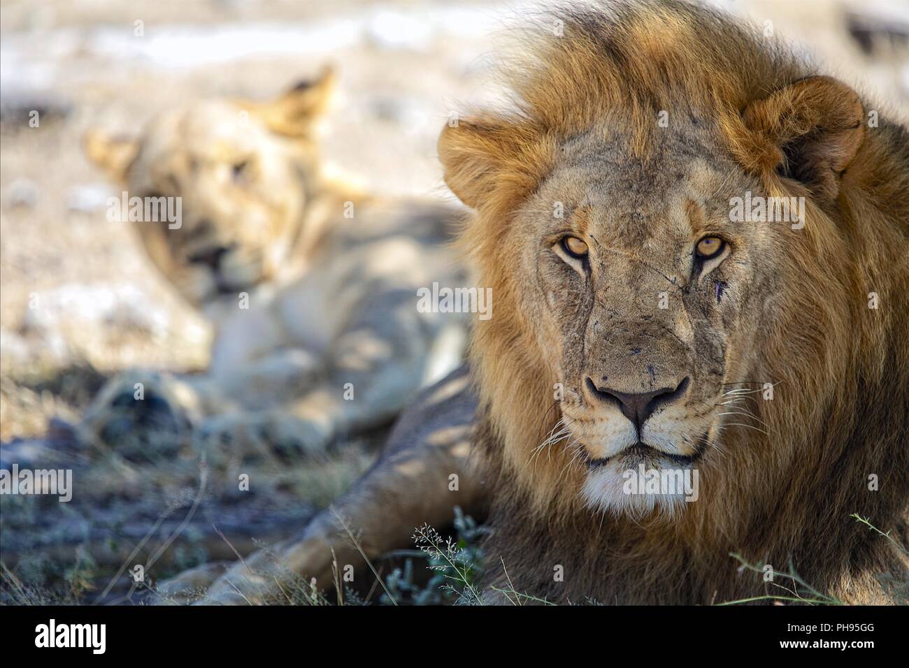 Coppia di leoni nel parco nazionale Etosha Namibia Foto Stock