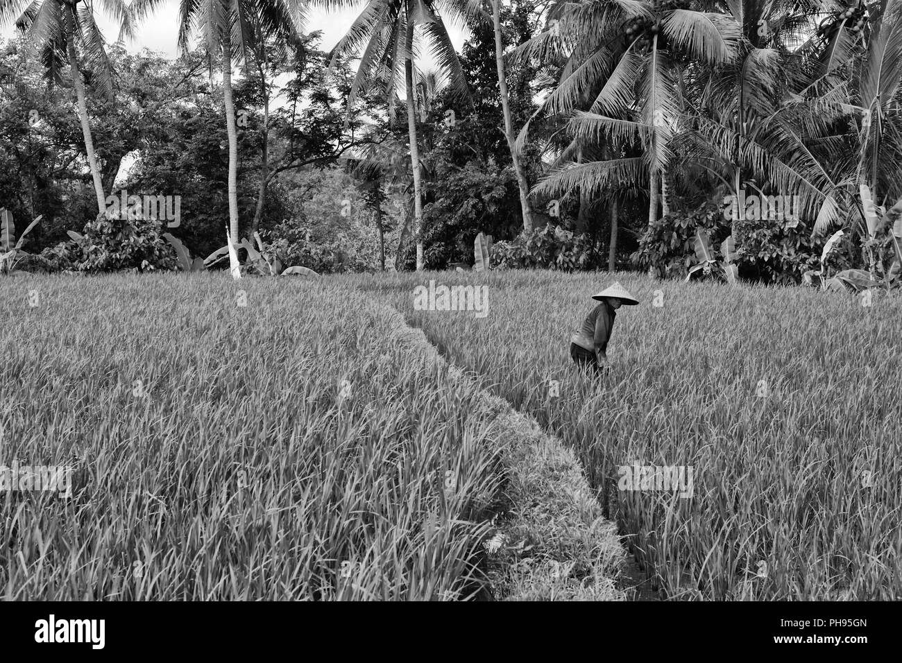 Terrazza di riso nei pressi di Ubud a Bali Indonesia Foto Stock