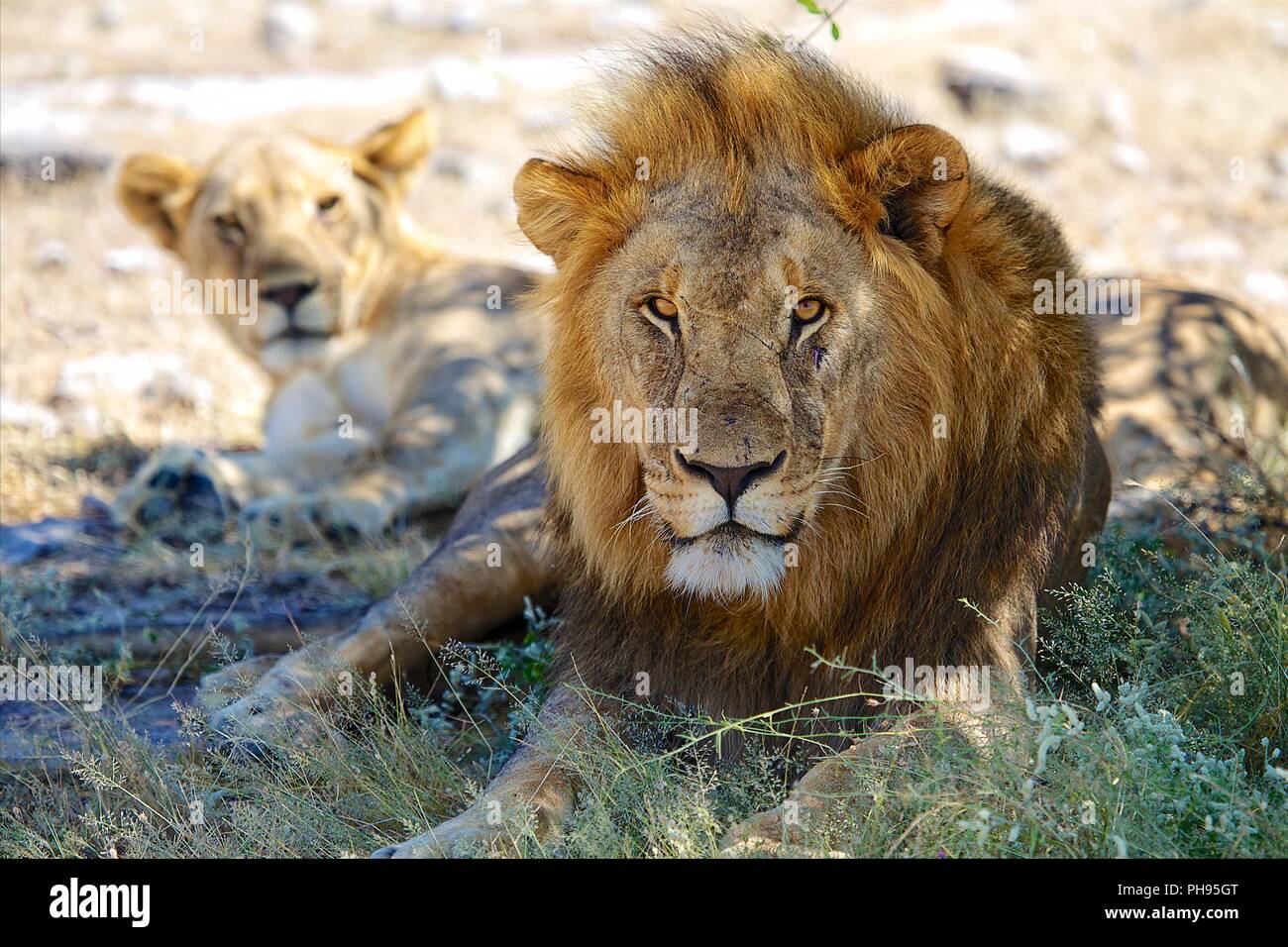 Coppia di leoni nel parco nazionale Etosha Namibia Foto Stock