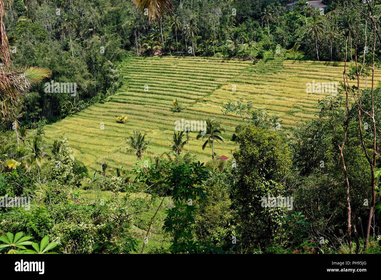 Terrazza di riso nei pressi di Ubud a Bali Indonesia Foto Stock