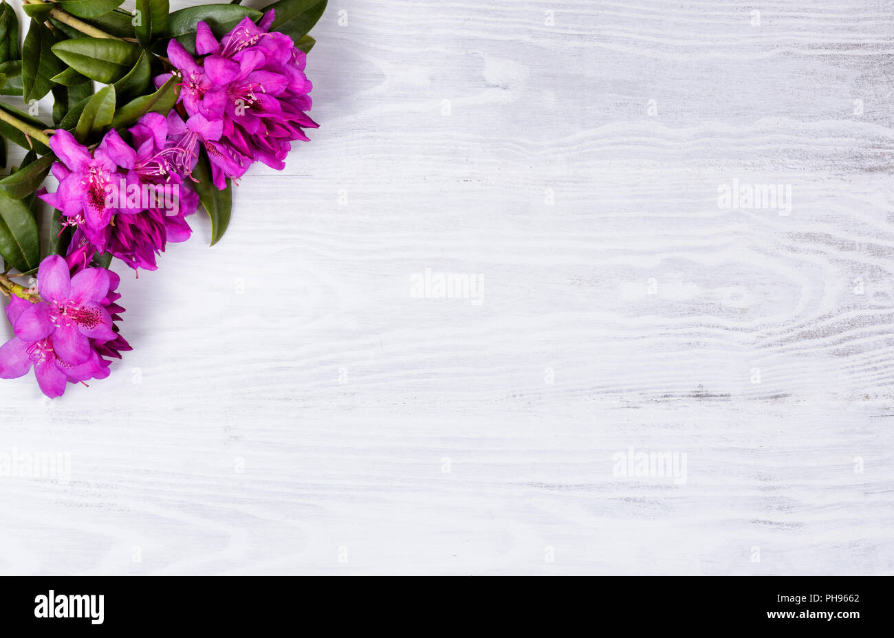 Selvatici stagionali fiori di rododendro bianco su uno sfondo di legno Foto Stock