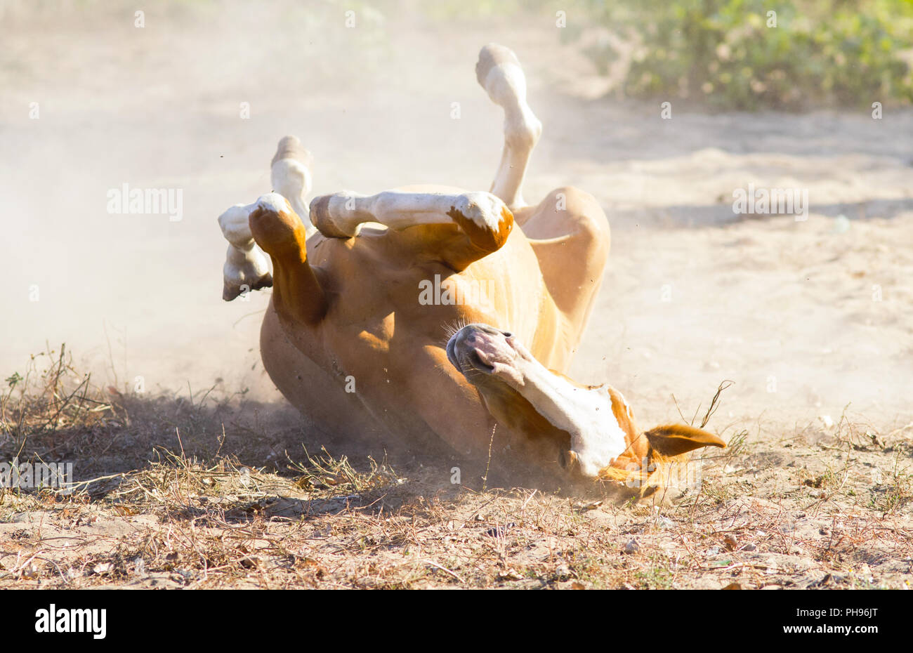 Cavallo di laminazione per la polvere Foto Stock
