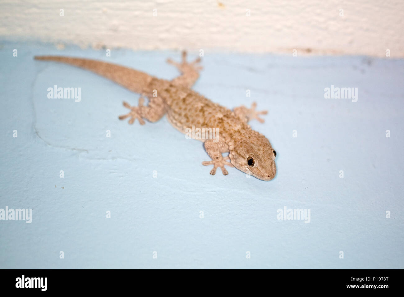 Moresco (Gecko Tarentola mauritanica) Foto Stock