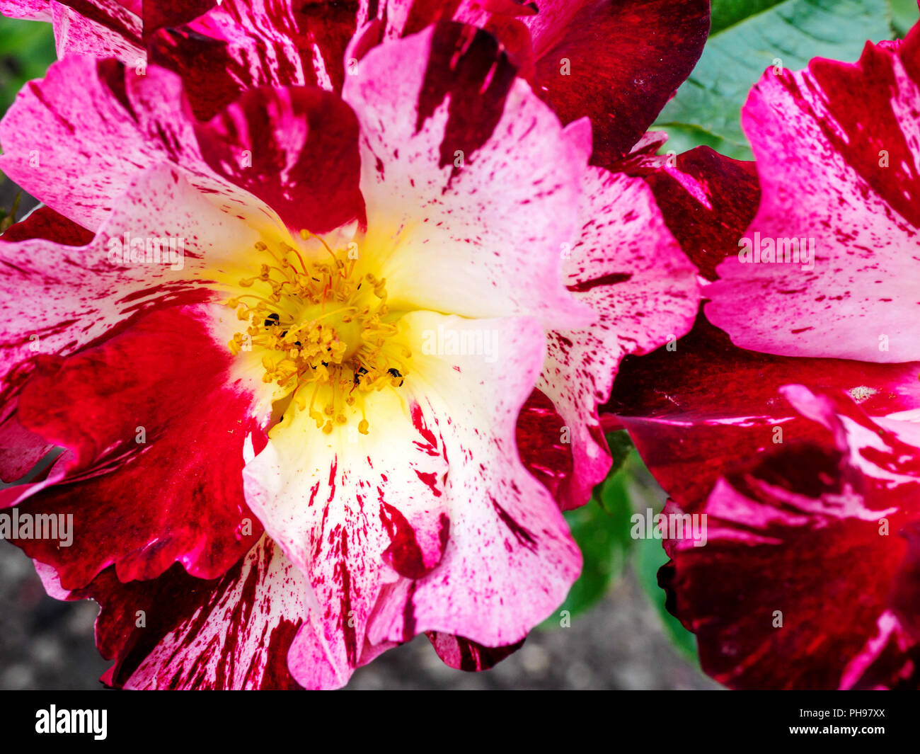 Rosa "Pazzo per voi" è assolutamente bonkers rosa con il suo colore rosso, bianco e crema petali e stami prominenti. Un San Valentino perfetto regalo. Foto Stock