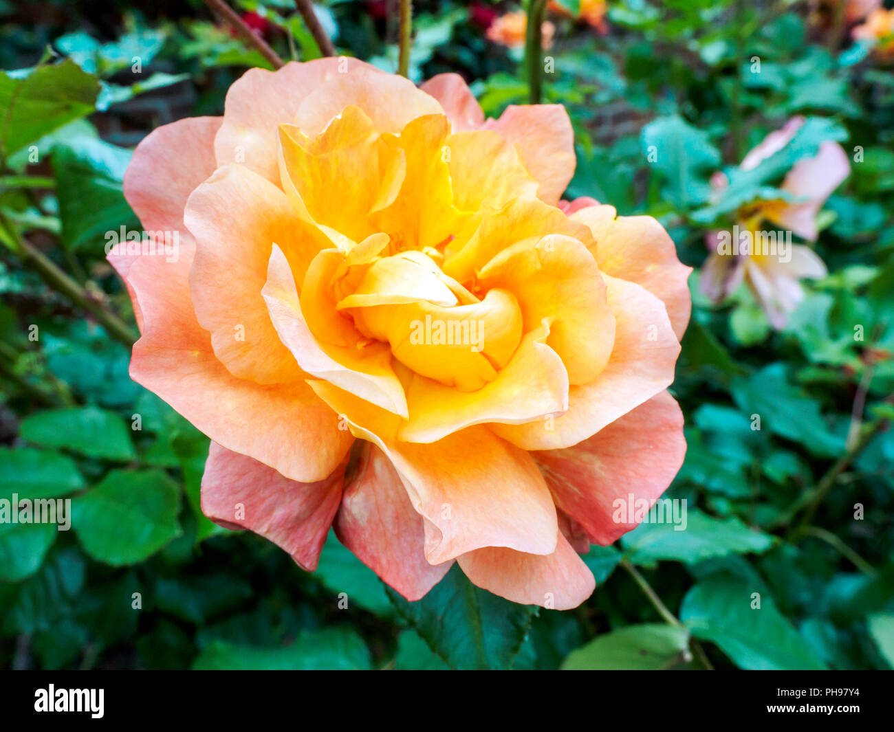 Rosa "Westerland' è un versatile rosa ad arbusto che può anche essere cresciuto come un alpinista con belle di bronzo per il salmone-albicocca fiorisce in spray. Foto Stock