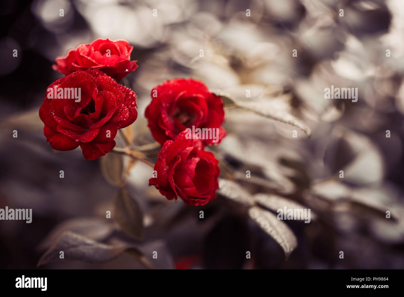 Fresh rose rosse bush dopo la pioggia a sfondo astratto Foto Stock