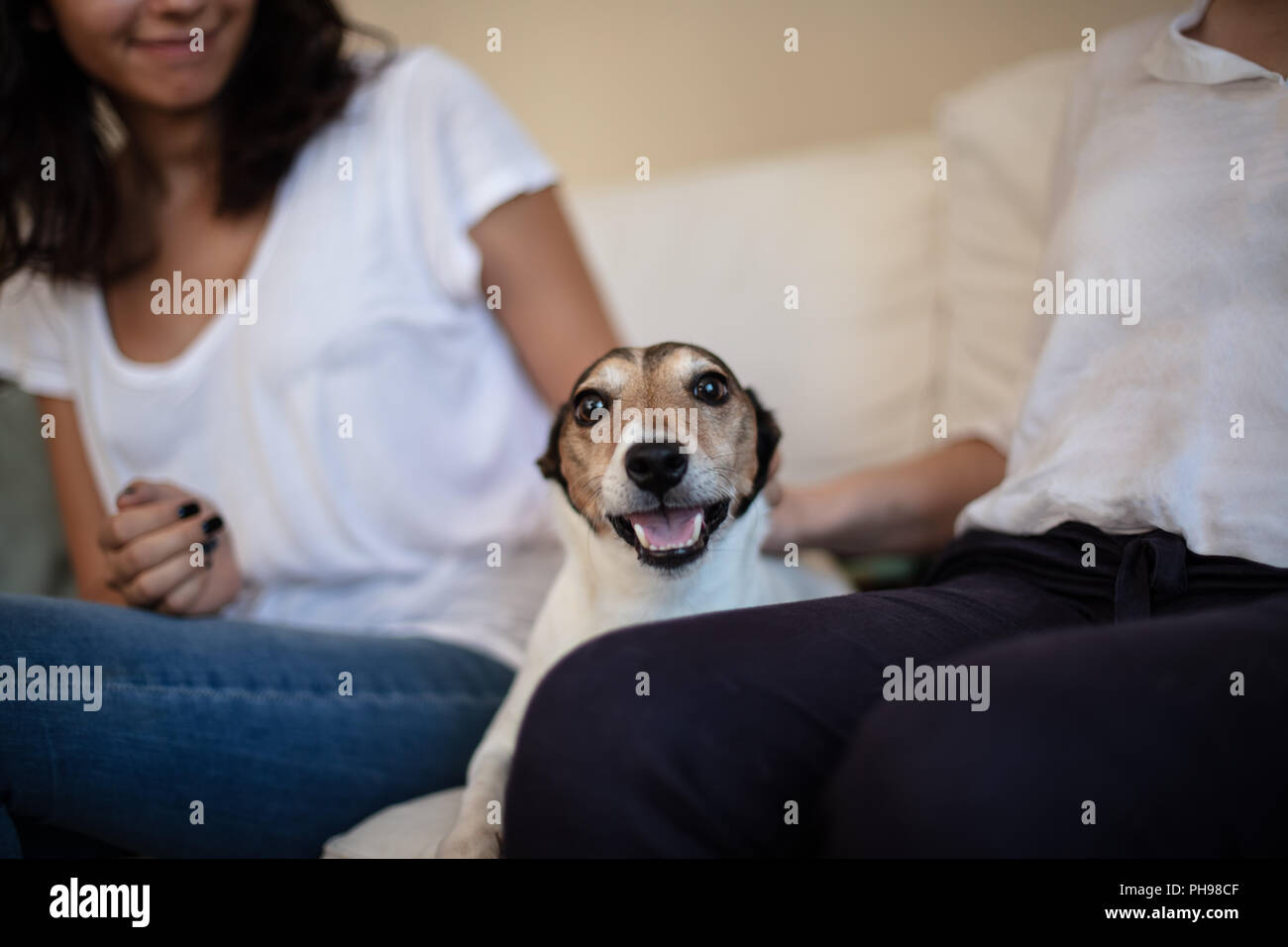 Adorabili e dog sitter su un lettino tra due donne in una vista ravvicinata della faccia di cani Foto Stock
