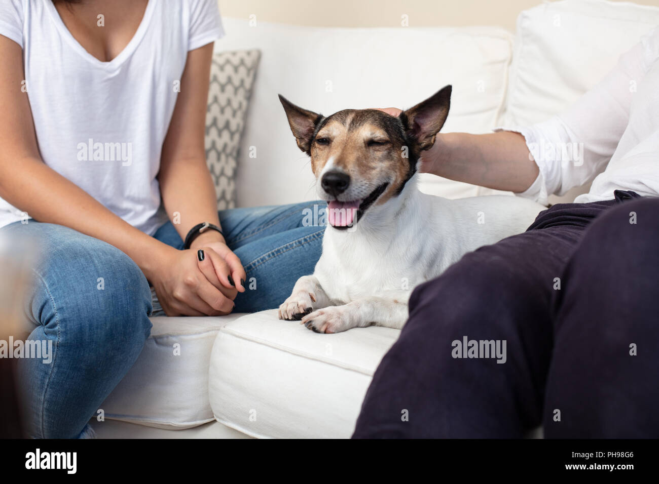 Contenti cane con un sorriso e gli occhi chiusi nel piacere giacente su un divano tra i suoi proprietari in posizione di fine corsa da parte dell'uomo Foto Stock