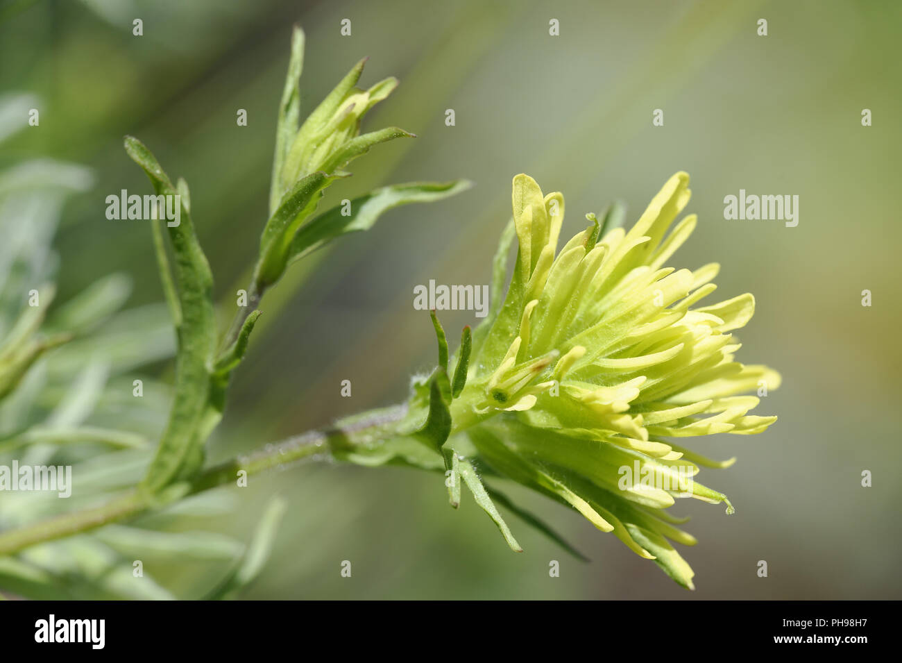 Giallo Indian Paintbrush Foto Stock