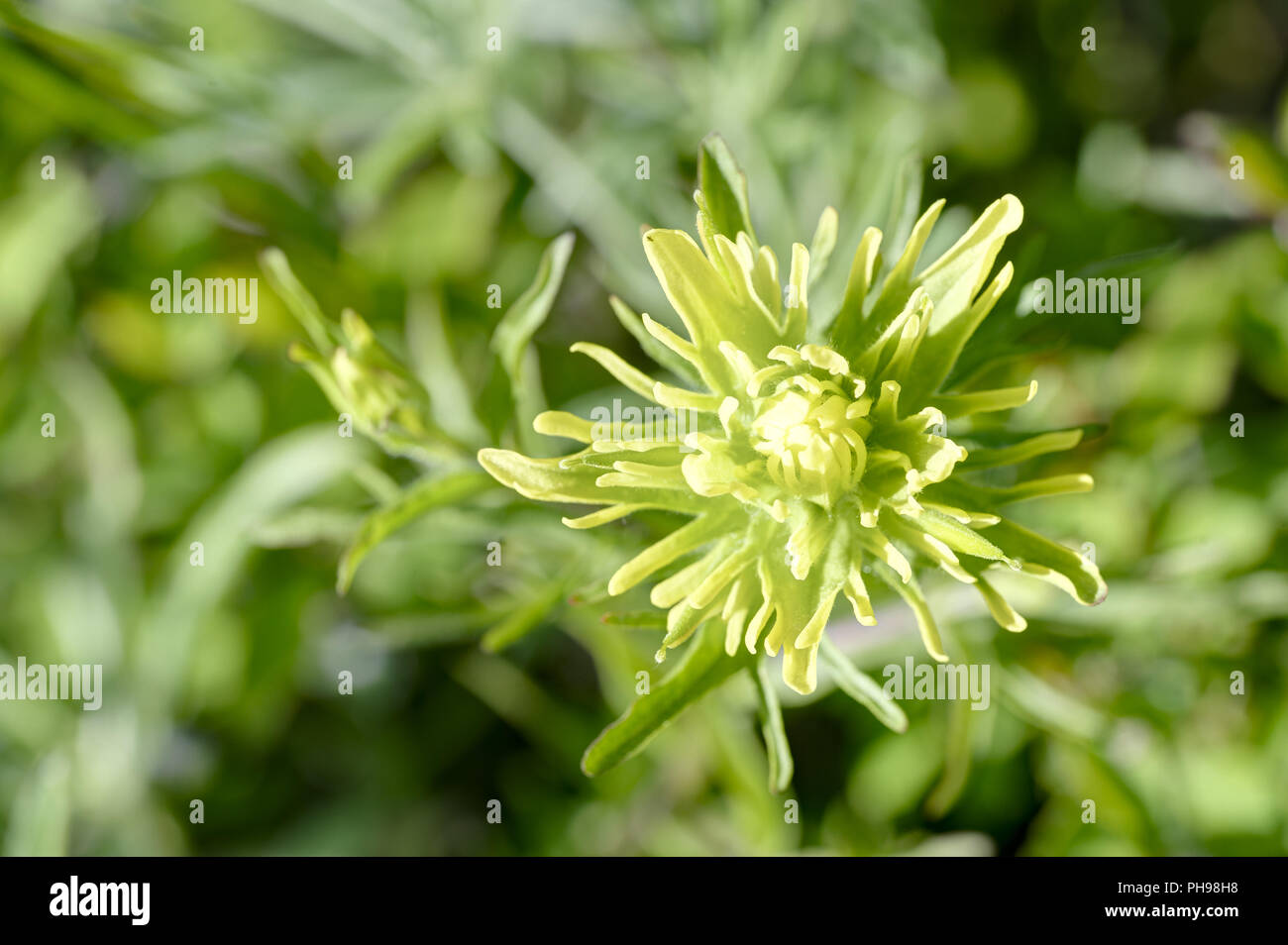 Giallo Indian Paintbrush Foto Stock