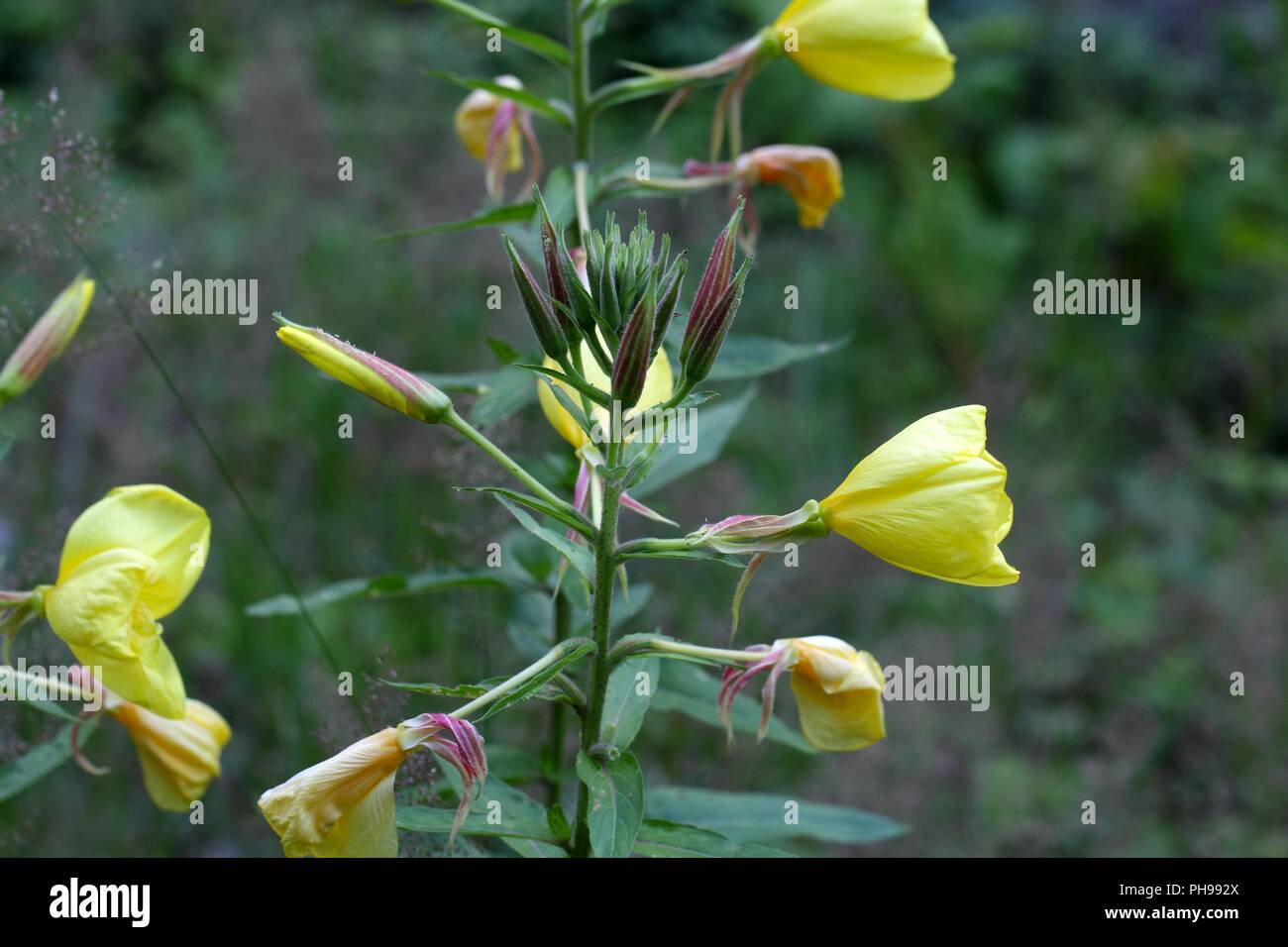 Evening Primerose (oenothera biennis) Foto Stock